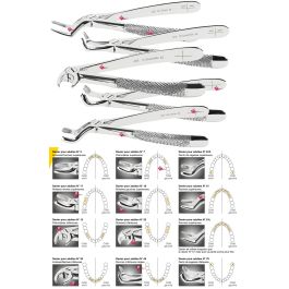 Pince à Extraction Pour Racines Dentaires Inférieures - Modèle Chirurgical Fig.223 En Inox