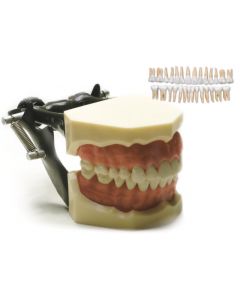 MODELLO DIMOSTRATIVO CON DENTI ESTRAIBILI